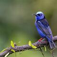 Red-legged Honeycreeper (Cyanerpes cyaneus)