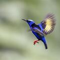 Red-legged Honeycreeper (Cyanerpes cyaneus)
