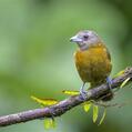 Passerini's Tanager (Ramphocelus passerinii)