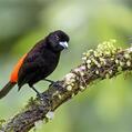 Passerini's Tanager (Ramphocelus passerinii)