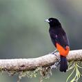 Passerini's Tanager (Ramphocelus passerinii)