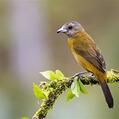 Passerini's Tanager (Ramphocelus passerinii)