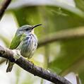 Shining Honeycreeper (Cyanerpes lucidus)