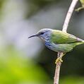 Shining Honeycreeper (Cyanerpes lucidus)