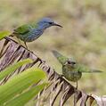 Shining Honeycreeper (Cyanerpes lucidus)