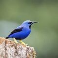 Shining Honeycreeper (Cyanerpes lucidus)