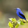 Shining Honeycreeper (Cyanerpes lucidus)