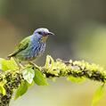 Shining Honeycreeper (Cyanerpes lucidus)
