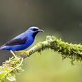Shining Honeycreeper (Cyanerpes lucidus)