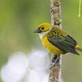 Silver-throated Tanager (Tangara icterocephala)