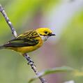 Silver-throated Tanager (Tangara icterocephala)