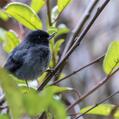 Slaty Flowerpiercer (Diglossa plumbea)