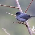 Slaty Flowerpiercer (Diglossa plumbea)