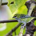 Speckled Tanager (Tangara guttata)
