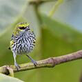 Speckled Tanager (Tangara guttata)