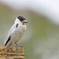 Black-crowned Tityra (Tityra inquisitor)