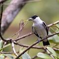Black-crowned Tityra (Tityra inquisitor)