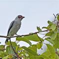Masked Tityra (Tityra semifasciata)