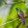 Bronze-tailed Plumeleteer (Chalybura urochrysia)