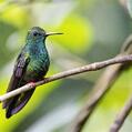 Bronze-tailed Plumeleteer (Chalybura urochrysia)