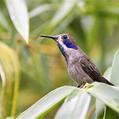 Brown Violetear (Colibri delphinae)