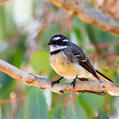 Grey Fantail (Rhipidura albiscapa)