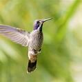 Brown Violetear (Colibri delphinae)