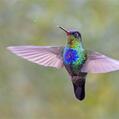 Fiery-throated Hummingbird (Panterpe insignis)