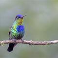 Fiery-throated Hummingbird (Panterpe insignis)