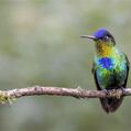 Fiery-throated Hummingbird (Panterpe insignis)