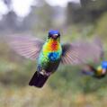 Fiery-throated Hummingbird (Panterpe insignis)