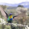 Fiery-throated Hummingbird (Panterpe insignis)