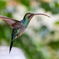 Green Hermit (Phaethornis guy)