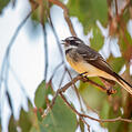 Grey Fantail (Rhipidura albiscapa)