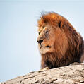 Lion (Panthera leo)