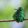 Green-crowned Brilliant (Heliodoxa jacula)