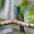 Green-crowned Brilliant (Heliodoxa jacula)