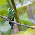 Green-crowned Brilliant (Heliodoxa jacula)