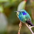 Lesser Violetear (Colibri cyanotus)