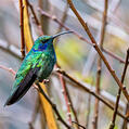 Lesser Violetear (Colibri cyanotus)