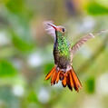Rufous-tailed Hummingbird (Amazilia tzacatl)