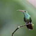Rufous-tailed Hummingbird (Amazilia tzacatl)