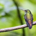 Rufous-tailed Hummingbird (Amazilia tzacatl)