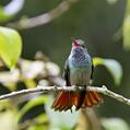 Rufous-tailed Hummingbird (Amazilia tzacatl)