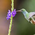 Rufous-tailed Hummingbird (Amazilia tzacatl)