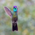 Talamanca Hummingbird (Eugenes spectabilis)