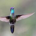 Talamanca Hummingbird (Eugenes spectabilis)