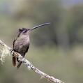 Talamanca Hummingbird (Eugenes spectabilis)