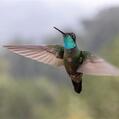 Talamanca Hummingbird (Eugenes spectabilis)