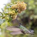Talamanca Hummingbird (Eugenes spectabilis)